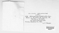 Neohelicosporium griseum image